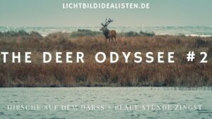 The Deer Odyssee 2 Hirsche auf dem Darss blaue Stunde Zingst