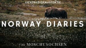 Moschusochsen im Dovrefjell Nationalpark in Norwegen fotografieren Norway Diaries 11