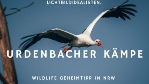 Wildlife Geheimtipp in NRW Urdenbacher Kaempe in Duesseldorf