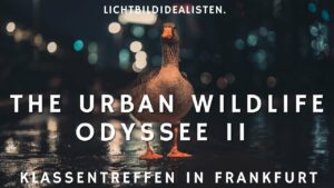 Klassentreffen in Frankfurt Urban Wildlife Odyssee II