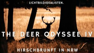 Hirschbrunft in NRW The Deer Odyssee 4